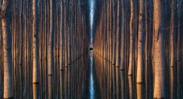 Peisaje cu paduri infinite, de Oliver Delgado