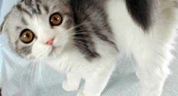 11 animatii cu animale bagate in sperieti