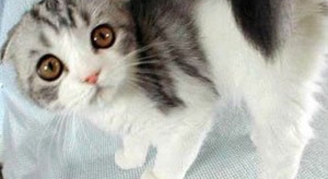 11 animatii cu animale bagate in sperieti