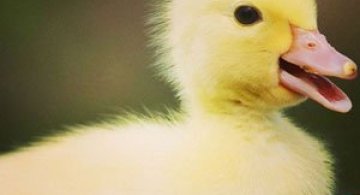 12 boboci adorabili de rata