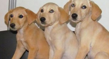 Povestea celor trei supravietuitori din desert