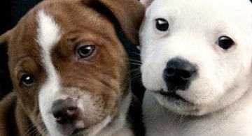 15 poze despre prietenia dintre animale