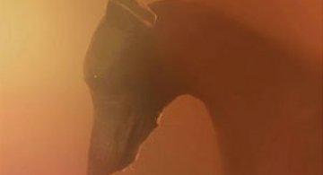 Portrete emotionante de caini, de Martin Usborne