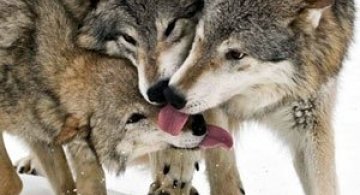 Lupii, fotografiati altfel ca pana acum