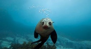 Focile cu blana din Australia, de Alastair Pollock
