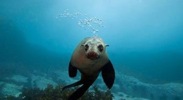Focile cu blana din Australia, de Alastair Pollock