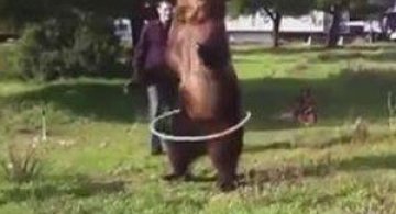 VIDEO: Ursul din Rusia care stie sa faca orice!
