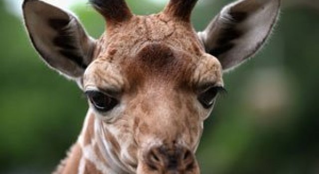 O zi din viata unei girafe la zoo