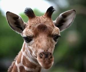 O zi din viata unei girafe la zoo