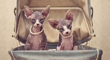 Fotografii cu pisica Sphynx de Serena Hodson