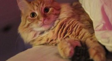 Cand stapanii nu-s acasa, pisicile se distreaza!