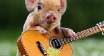 Inca 15 animale adorabile