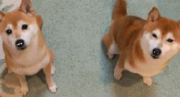 10 noi animatii haioase cu catei