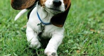 15 animale simpatice va intampina!