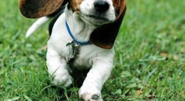 15 animale simpatice va intampina!