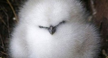 15 animale mult prea pufoase