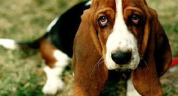 10 motive sa indragiti cainii Basset Hound