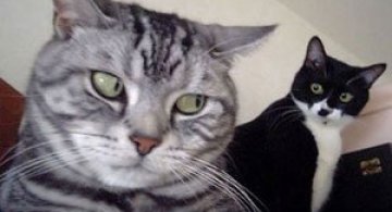 15 animalute se uita urat la noi