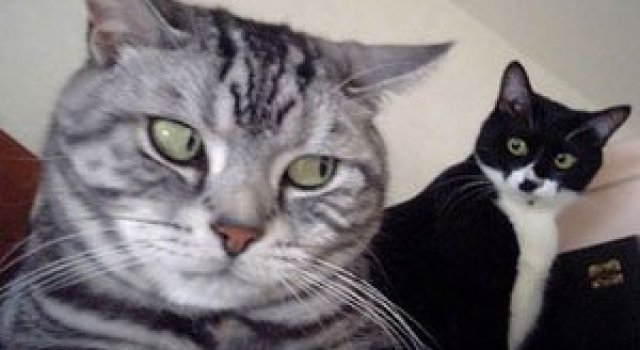 15 animalute se uita urat la noi