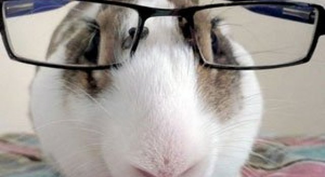 15 fotografii cu animale educate si inteligente
