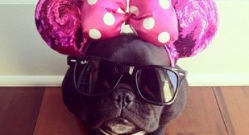 Cel mai simpatic bulldog francez de pe Instagram
