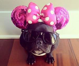 Cel mai simpatic bulldog francez de pe Instagram