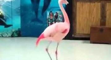 Video: Pinky, flamingoul care danseaza step
