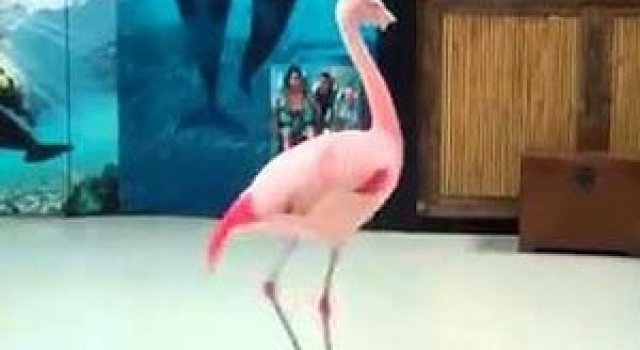 Video: Pinky, flamingoul care danseaza step