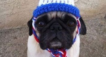 13 mopsi foarte tristi