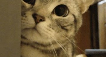 10 animatii adorabile cu pisici