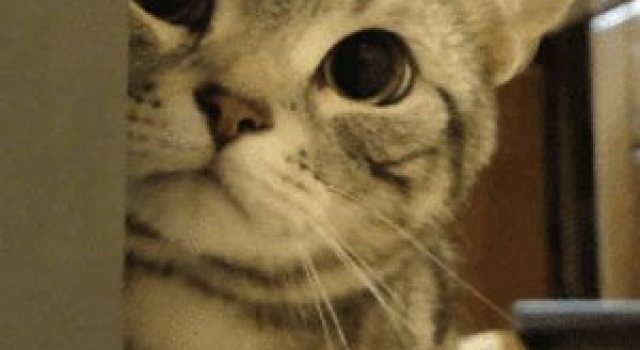 10 animatii adorabile cu pisici