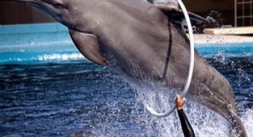 5 fotografii spectaculoase cu delfini