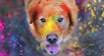 11 portrete adorabile de caini, de Jessica Trinh