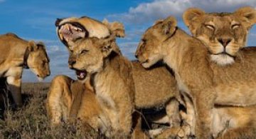 Cu leii in Serengeti, pentru National Geographic