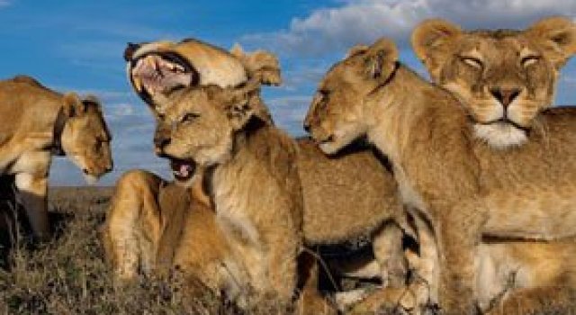 Cu leii in Serengeti, pentru National Geographic