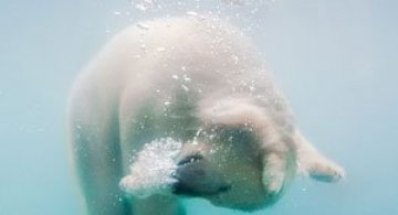 Baletul ursilor polari, de Olga Gladysheva