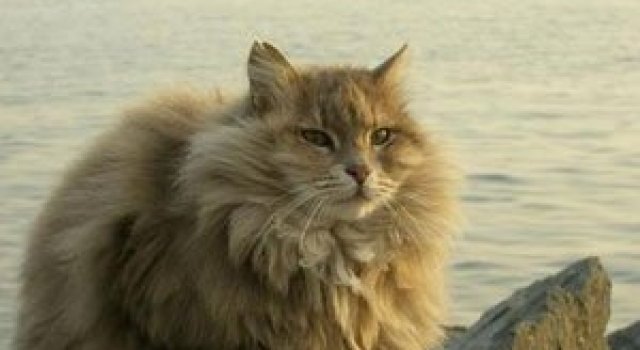10 feline super-vedete!