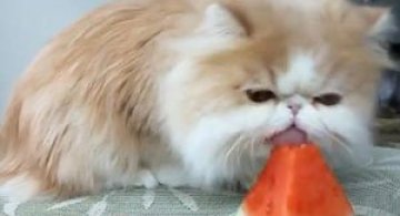 10 animatii cu animale mancacioase