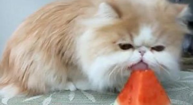 10 animatii cu animale mancacioase