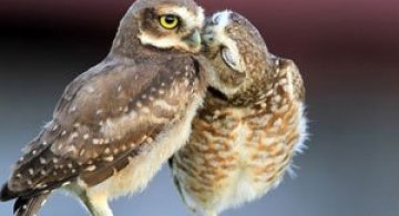 Bufnitele, simpatice si expresive