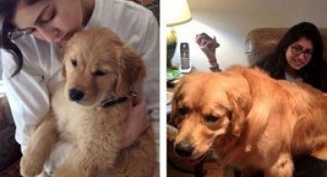 Animale si stapani - atunci si acum