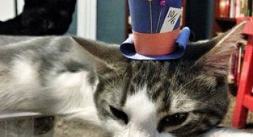 10 pisici cu palarie!