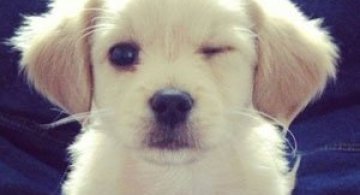 10 catei albi sau aproape albi