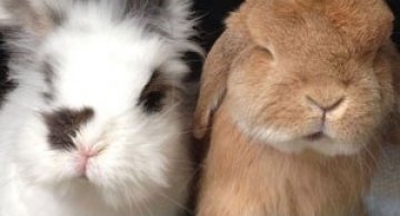 Aventuri cu doi iepurasi canadieni pe Instagram