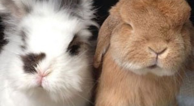 Aventuri cu doi iepurasi canadieni pe Instagram