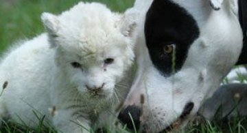 Cainele care a adoptat un pui de leu