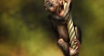 Expresivitatea maimutelor in 10 fotografii