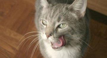 10 animale cu limba scoasa!