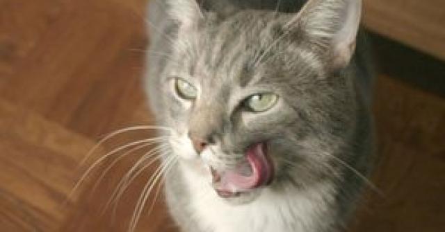 10 Animale Cu Limba Scoasa