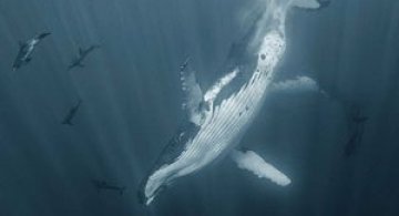 Viata secreta a balenelor, cu Darren Jew